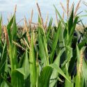 2018 crop yield forecast provides positive outlook