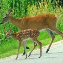 Chances of hitting deer while driving doubles in fall in Illinois