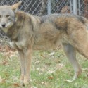 Two red wolves arrive at Miller Park Zoo