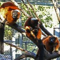 Miller Park Zoo invites winter guests