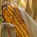 Top Stories 2014: Agriculture