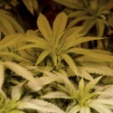 Top Stories 2014: Medical marijuana finds home in McLean County