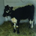 Miller Park Zoo brings in rare form of cattle
