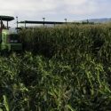 This week’s USDA crop report