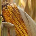 Crop Report: ‘Weather was not encouraging’