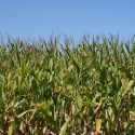 Illinois Dept. of Ag. Director: ‘we need heat’ to help mature crops