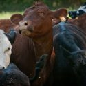 After animal abuse video goes viral, local Jewel-Osco pulls Fairlife products