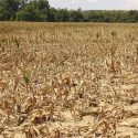 Drought conditions worsening in Illinois