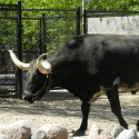 Texas Longhorn returns to Miller Park Zoo