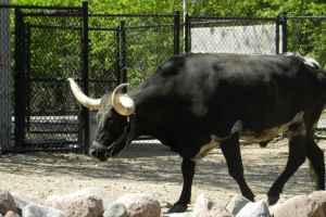 Lord Antioch will be housed with the Randall Lineback at Miller Park Zoo. (Photo courtesy Miller Park Zoo)