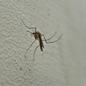 More West Nile virus identified in McLean County