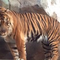 Miller Park Zoo adds Sumatran tiger