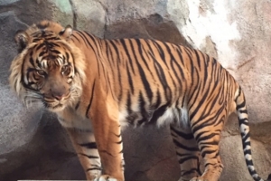 A Sumatran tiger named Heran arrived at Miller Park Zoo on April 18. (Photo courtesy Miller Park Zoo)