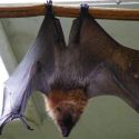 Rabies incident in Tazewell County