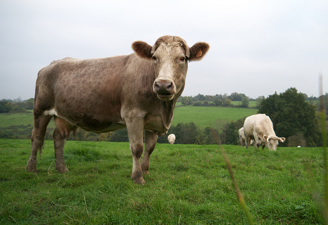 Illinois Beef Association says lean beef can be a part of a healthy lifestyle. (Flickr)