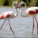Scaled-down flamingo exhibit back for consideration