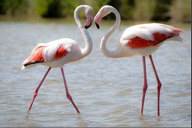 (Photo courtesy Flickr/OmarBariffi)