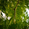 Normal plants tree for Arbor Day