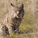 Rauner signs bobcat hunting bill