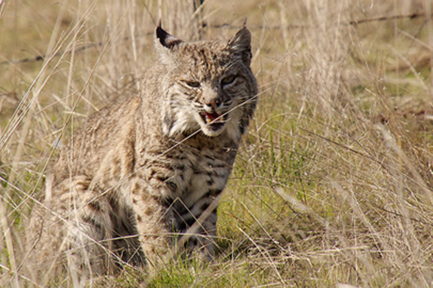 Bobcat