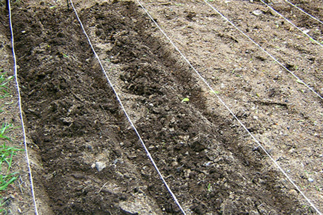 Corn planting