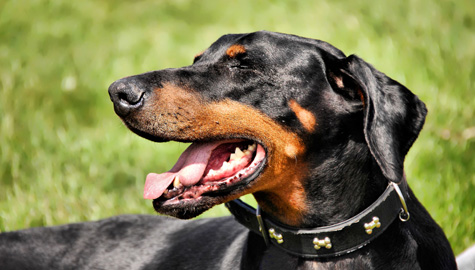 Dog Outside