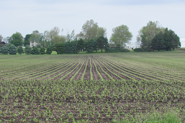 Emerging corn