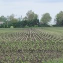 Illinois crops progressing despite a dry week