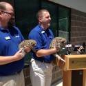 Miller Park Zoo introduces two new snow leopard cubs