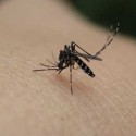 West Nile cases down in Illinois this year due to weather