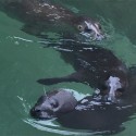 Miller Park Zoo welcomes new Harbor Seals