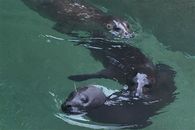 Seals Oscar, Kilian, and Kash.