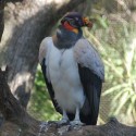 Miller Park Zoo welcomes new vultures