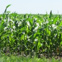 Weekly USDA crop report