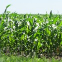 Cooler conditions headline this week’s USDA crop report