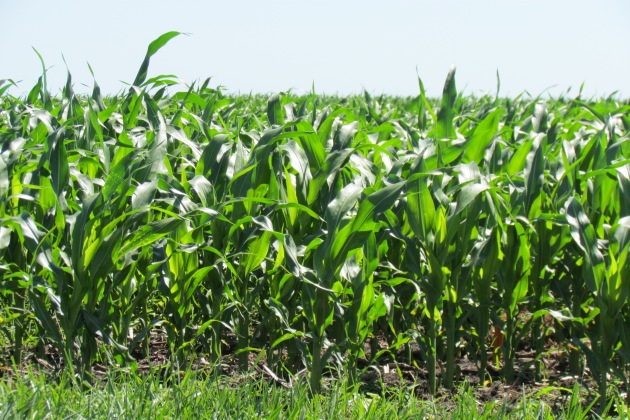 Corn