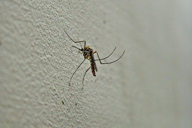 West Nile Virus found in McLean County. (Flickr)