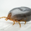 Prevention Tips for Ticks