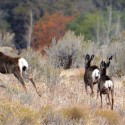Illinois ranks 33rd for deer crashes
