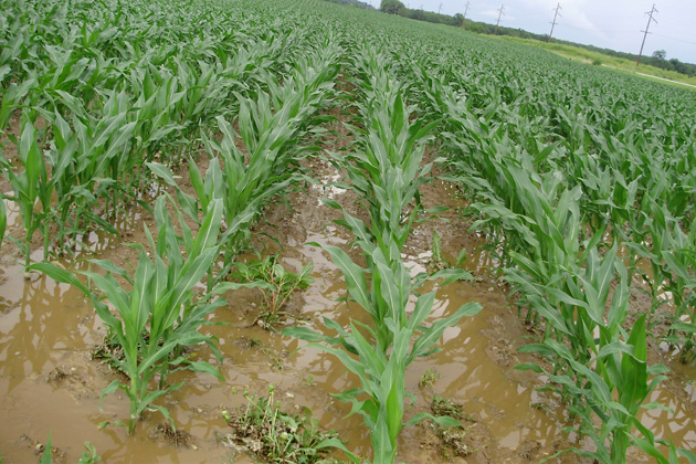 Flooded crops