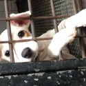 Tazewell County Animal Control low on supplies, seeks donations