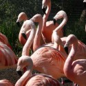 ISU expert: Flamingo wing clipping helps zoo education