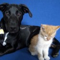 Americans often unprepared for cost of their pets