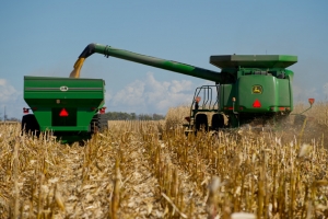 Corn harvest