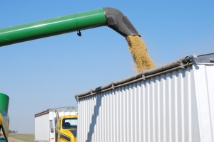 Soybean harvest