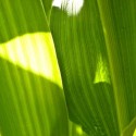 First Illinois harvest forecast of the year