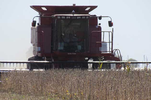 Corn harvest