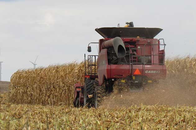 Corn harvest