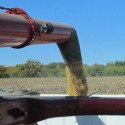Illinois farmers are beginning to pull the corn out of the fields