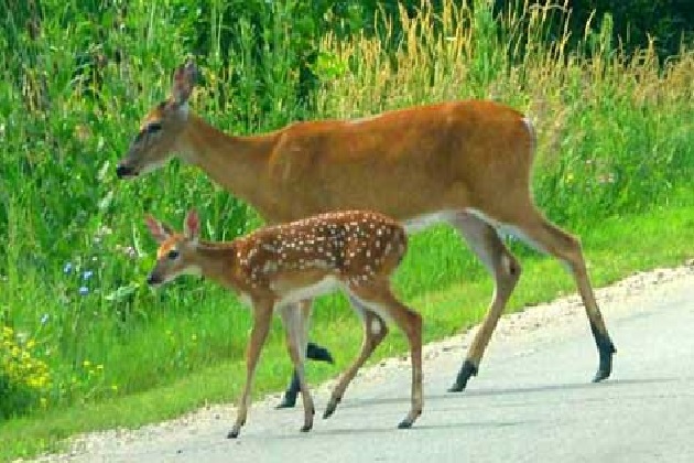 Deer